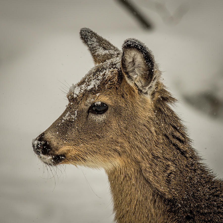 Doe in the Snow Photograph by Paul Freidlund