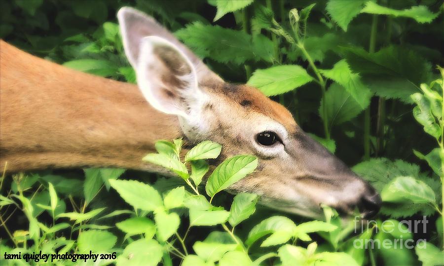 Doe In The Spring Greens ... Photograph
