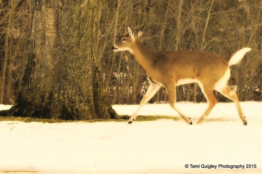 Doe In The Spring Snow Photograph by Tami Quigley