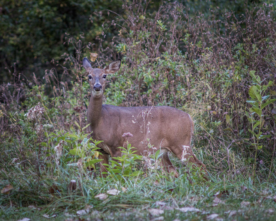 Buffalo Photograph - Doe in the Weeds by Chris Bordeleau