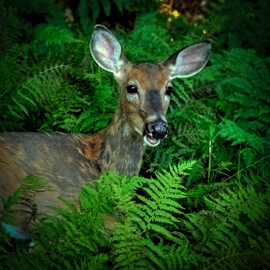Doe in the Woods Photograph by David Patterson