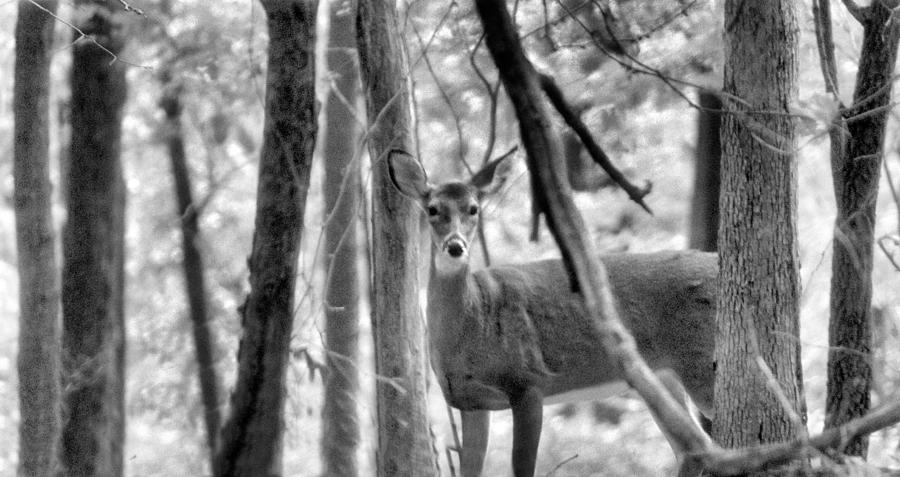 Doe In The Woods Photograph by Jan Amiss Photography
