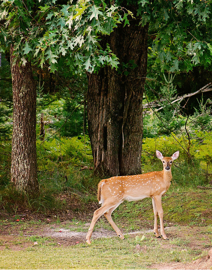 Fawn in the Woods Portrait Photograph by Gwen Gibson