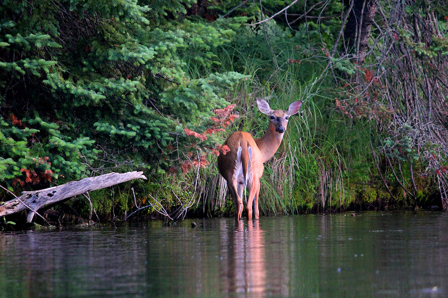 Doe in Water Photograph by Brook Burling