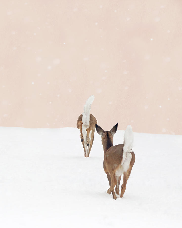 Doe in Winter on Blush Pink Photograph by Brooke T Ryan