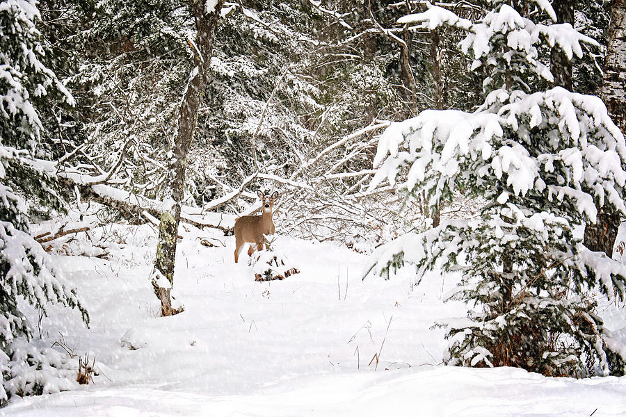 Doe in Winter Snow  Photograph by Gwen Gibson