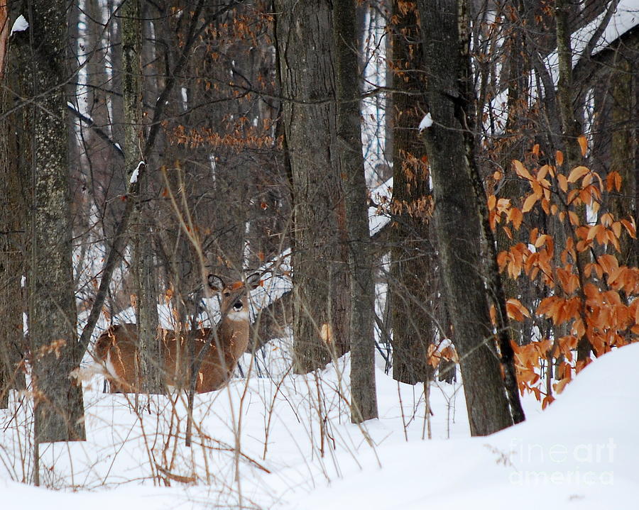 Doe in Woods Photograph by Lila Fisher-Wenzel