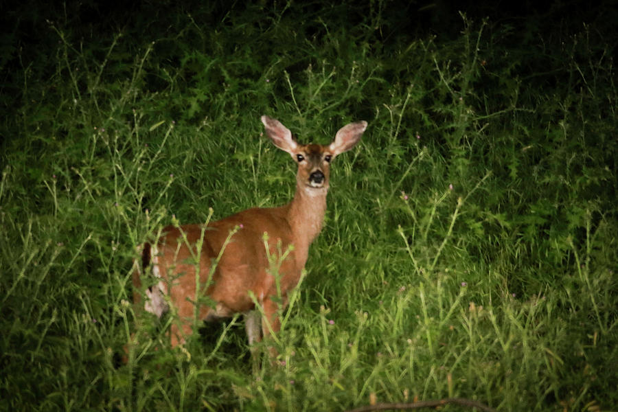 Doe Photograph by Dr Janine Williams