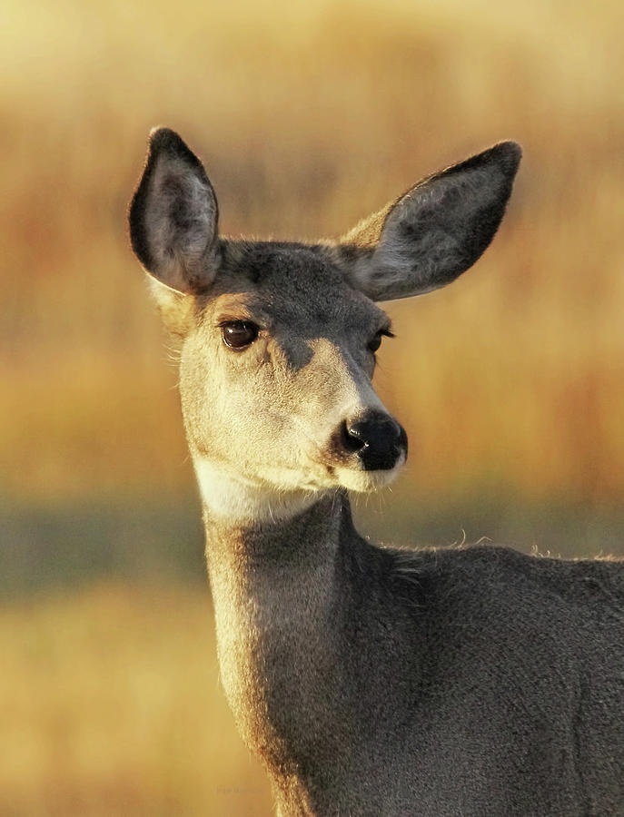 Doe Mule Deer in Autumn  Photograph by Jennie Marie Schell