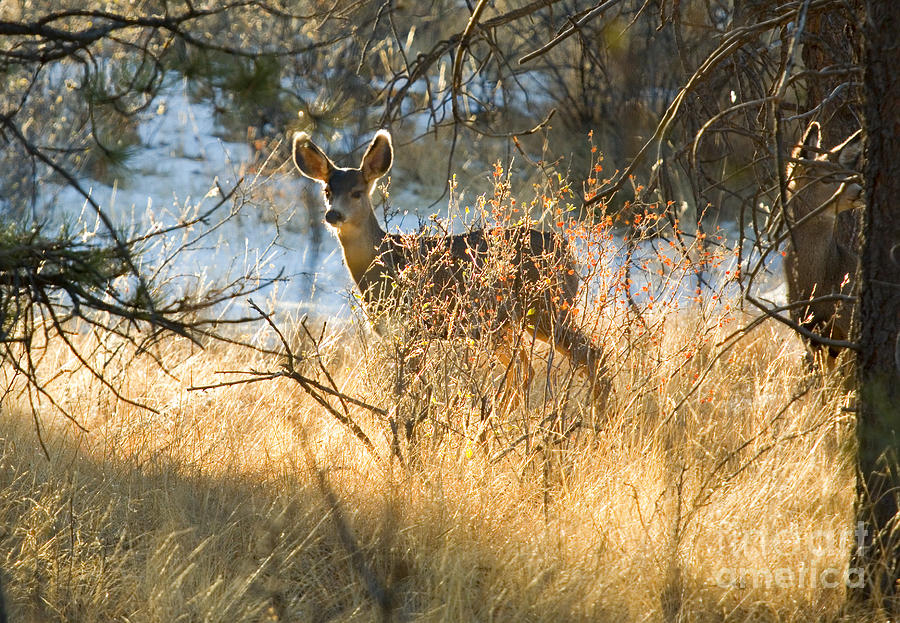 Doe Mule Deer In Golden Light Photograph