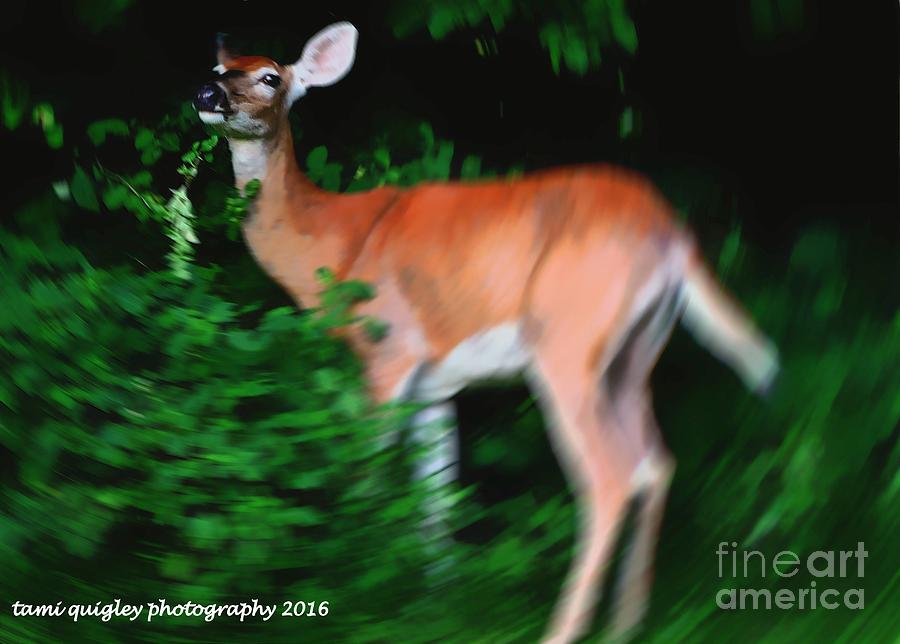 Doe Of A Midsummer Night Photograph by Tami Quigley