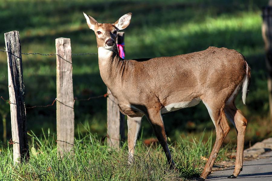 Doe Out For A Stroll Photograph by Carol Montoya