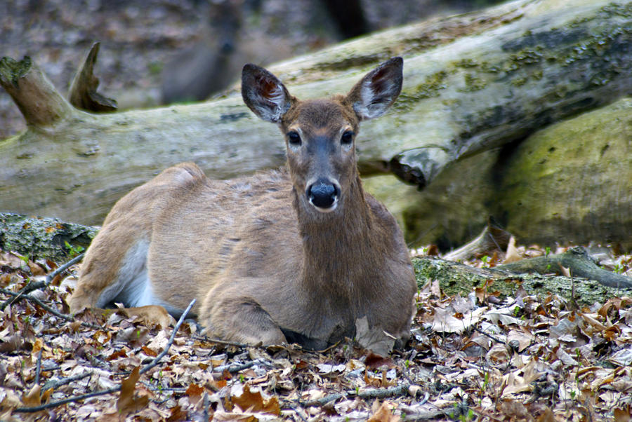 Doe Relaxing Photograph by Michael Peychich