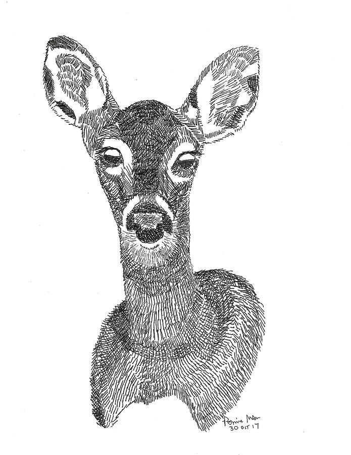 Doe Drawing by Ronnie Maum