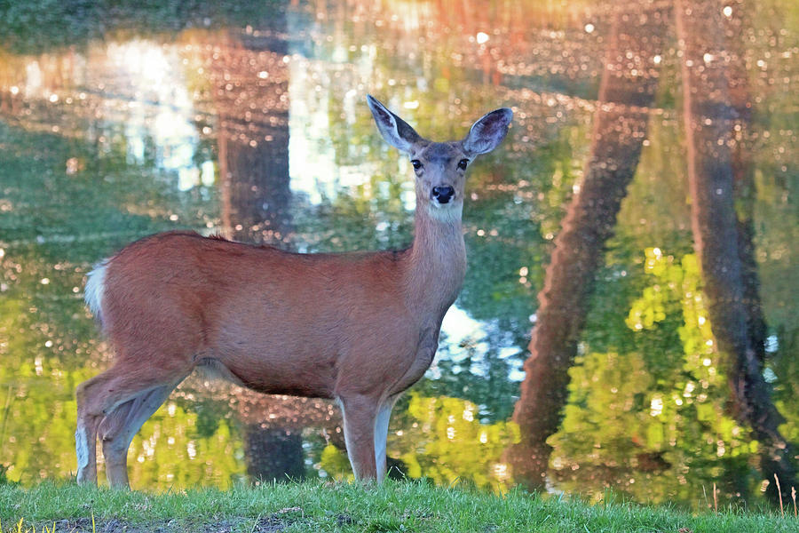 Doe Surprise Photograph by Donna Kennedy