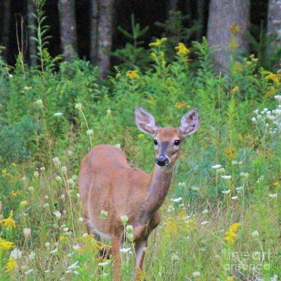 Doe surrounded by nature Photograph by Colleen Snow - Fine Art America