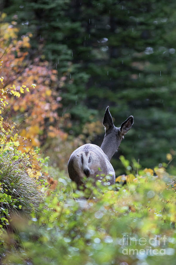 Doe White-Tailed Deer Entering the Woods in the Fall Photograph by ...