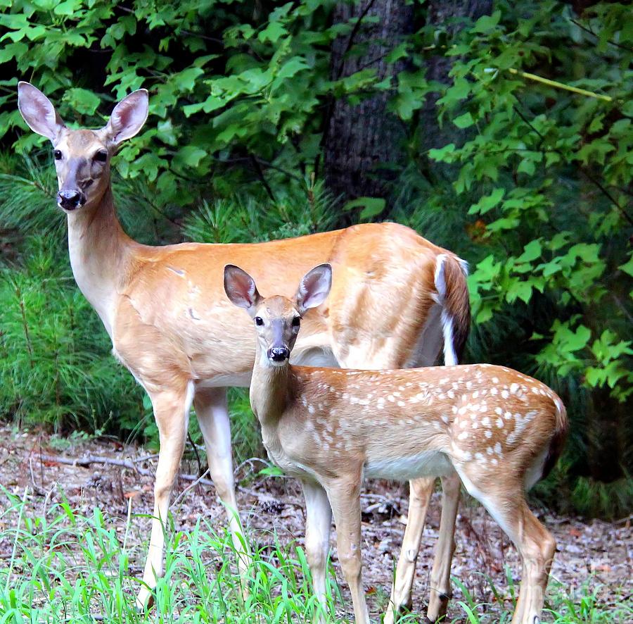 Doe With Fawn Photograph by Jody Frankel 