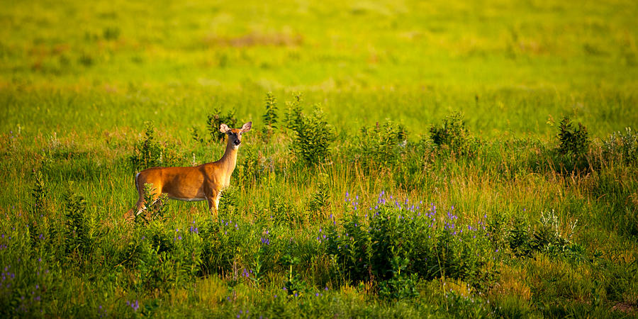 Whitetail Doe in Prairie Clover Photograph by Jeff Phillippi