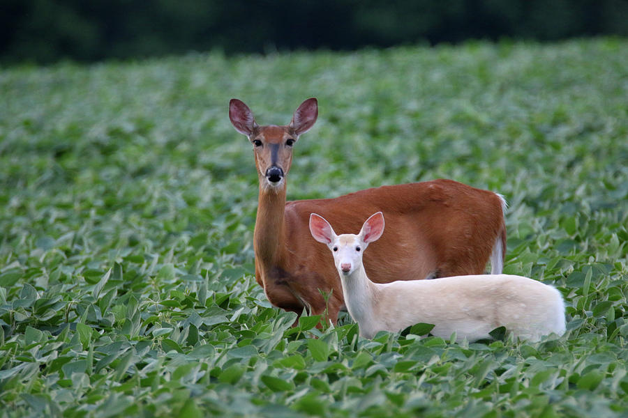 Doe with White Fawn Photograph by Brook Burling