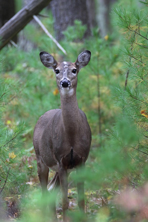 Doe with White Stripe on Face Photograph by Brook Burling