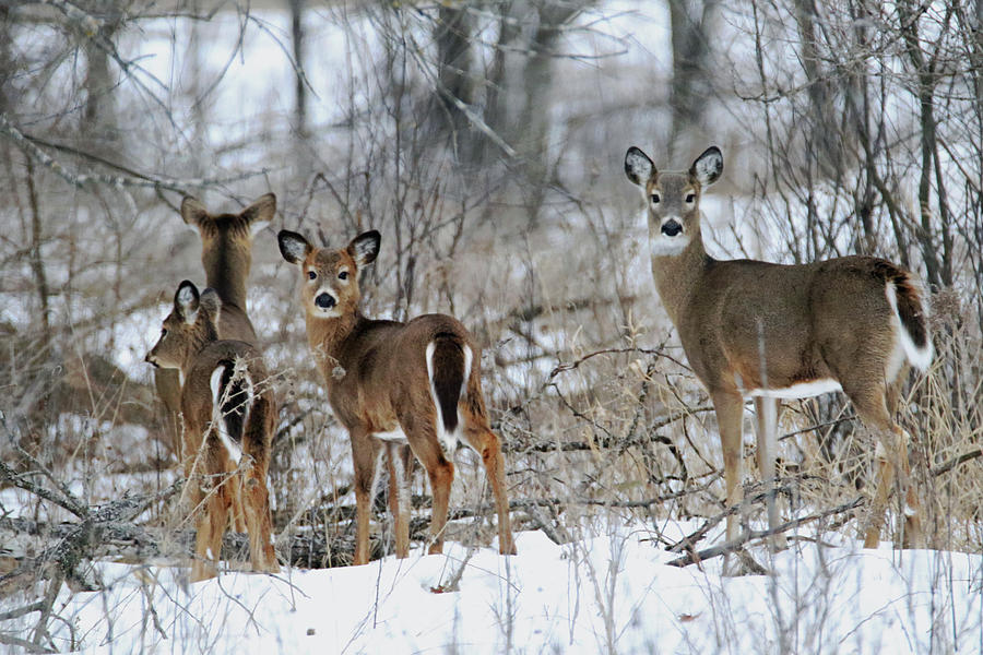 Does and Fawns Photograph by Brook Burling