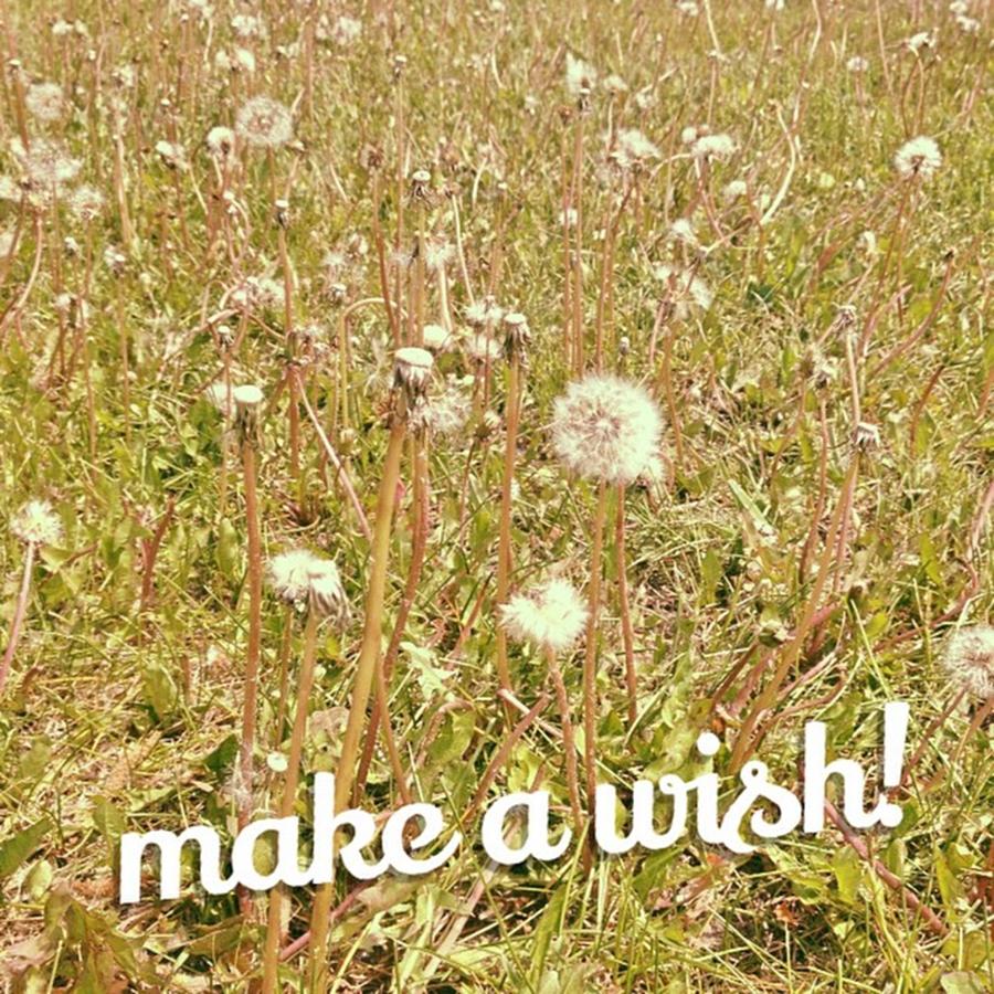 Wishes Photograph - Does Anyone Else Remember Wishing On by Danielle McGaw