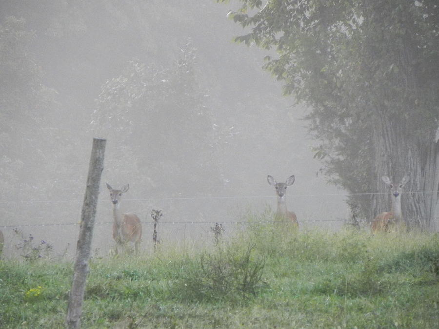 Nature Photograph - Does in the Mist by Cathy Christian
