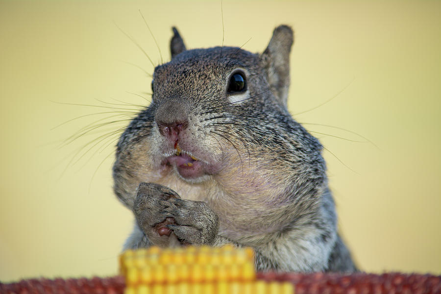Does this corn make my cheeks look fat ? Photograph by Dave Hill