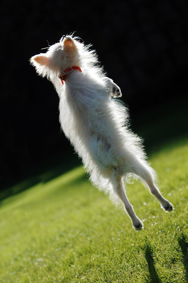 Dog - Jumping Photograph by Jill Reger