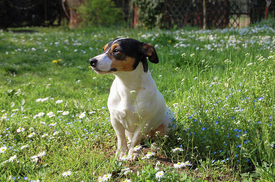 Summer Photograph - Dog Among the Daisies by Adriana De Fernex
