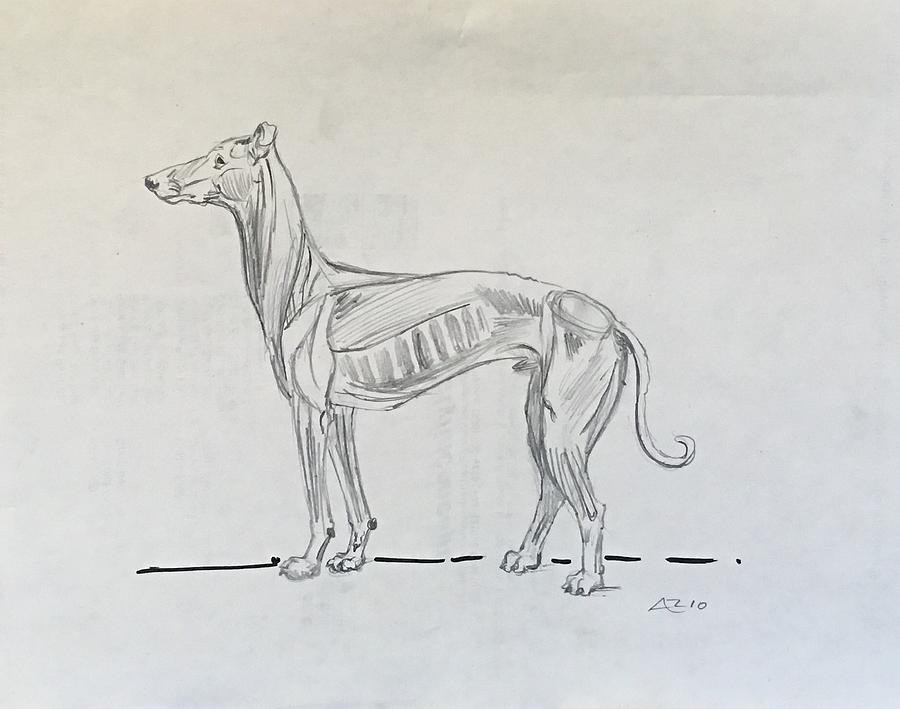 Dog anatomy Drawing by Alejandro LopezTasso