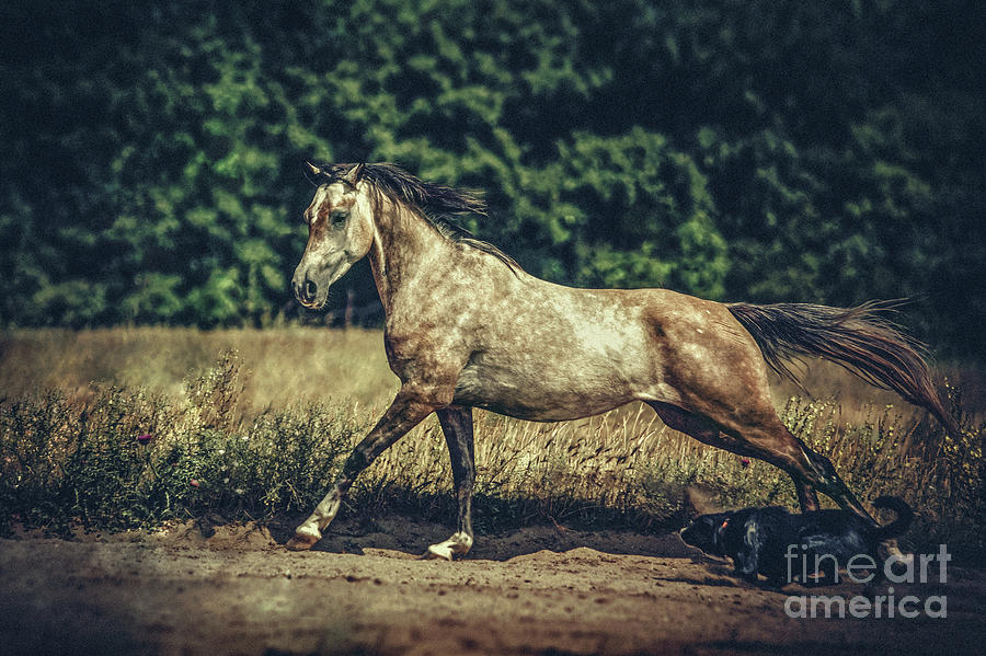Dog and arabian horse running Photograph by Dimitar Hristov