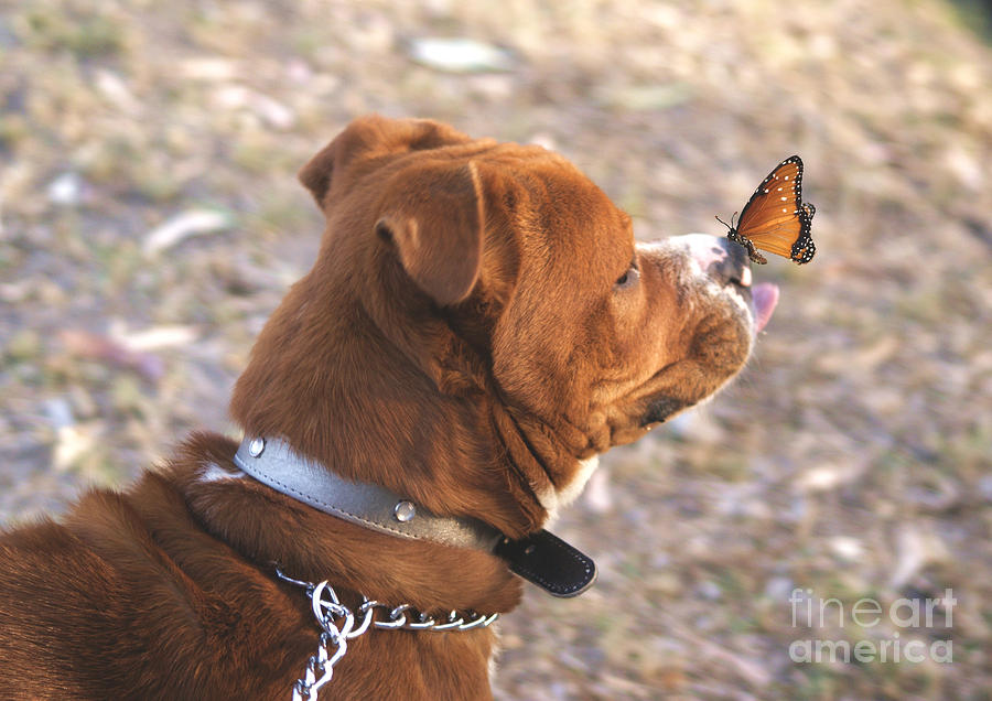 Dog And Butterfly Digital Art by John  Kolenberg