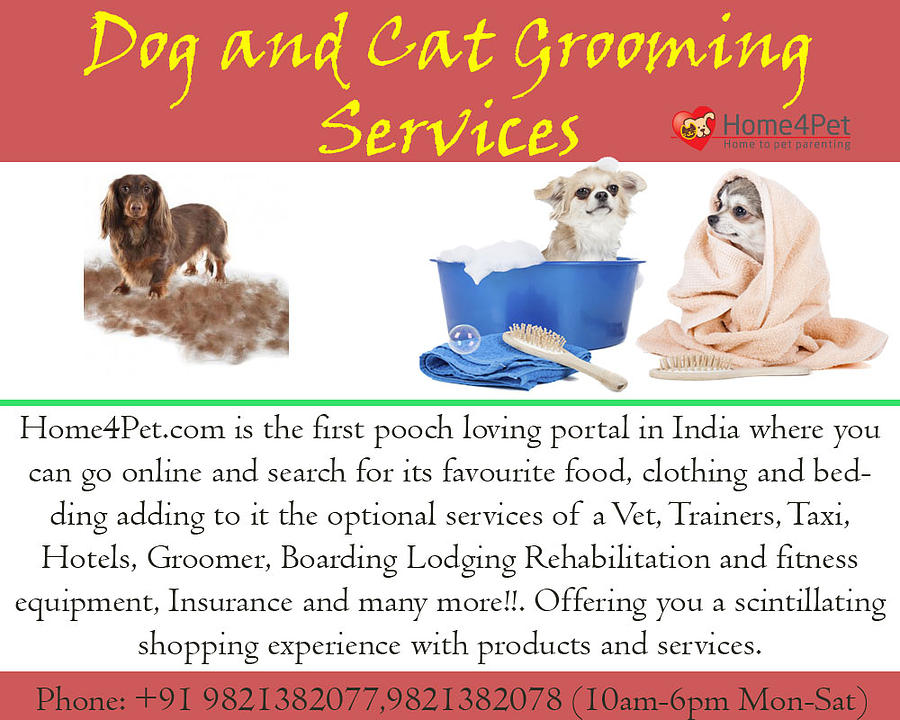 Dog and Cat Grooming Services Mixed Media by John Lee
