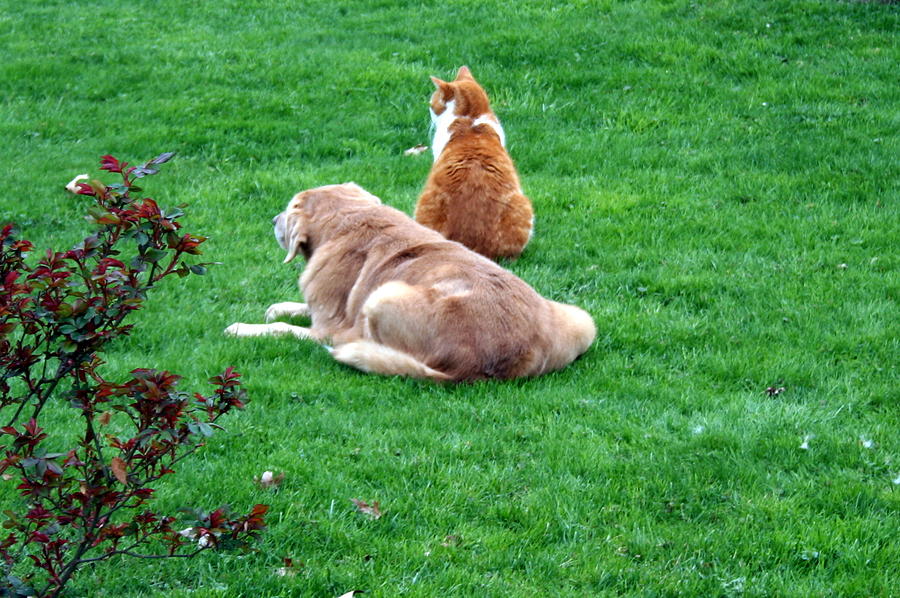 Dog and Cat Keeping Watch Photograph by Valerie Collins