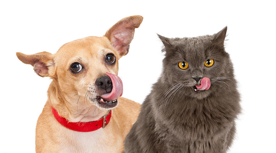 Dog and Cat Licking Lips Photograph by Good Focused