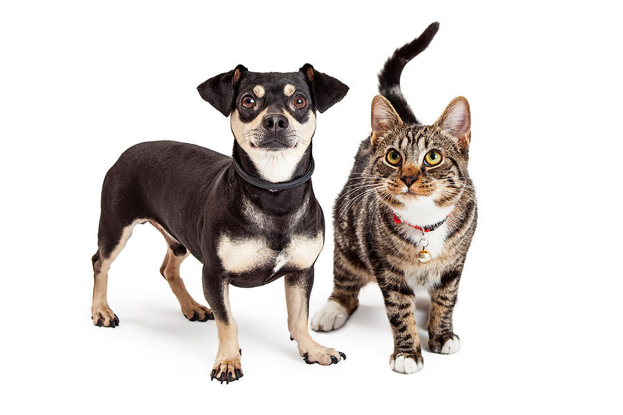 Animal Photograph - Dog and Cat Standing Looking Up Together by Good Focused