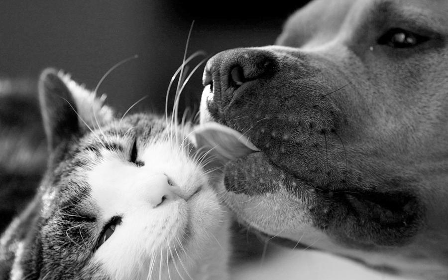 Dog And Cat Photograph