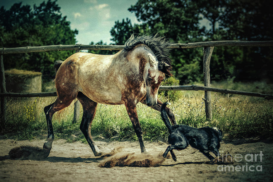Animal Photograph - Dog and horse playing together by Dimitar Hristov