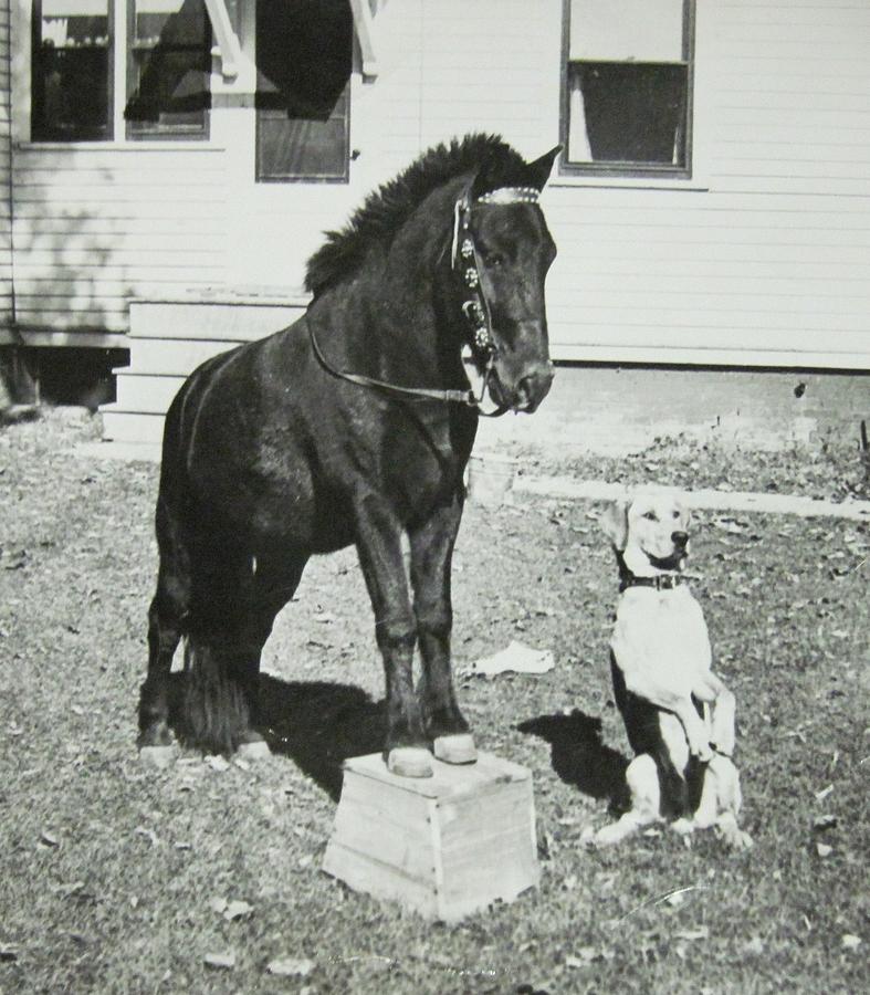 Dog and Pony Show Photograph by Krista Barth Fine Art America