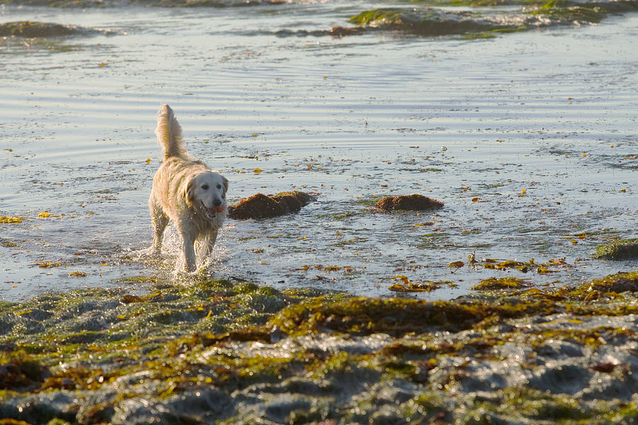 Dog at Beach Photograph by Nicole Swanger - Fine Art America