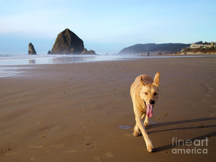 Dog at Cannon Beach Photograph by Bruce Block