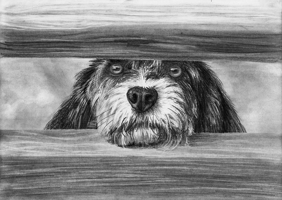 Pencil Drawing - Dog at Gate by Nolan Clark Pencil Drawing - Dog at Gate by Nolan Clark