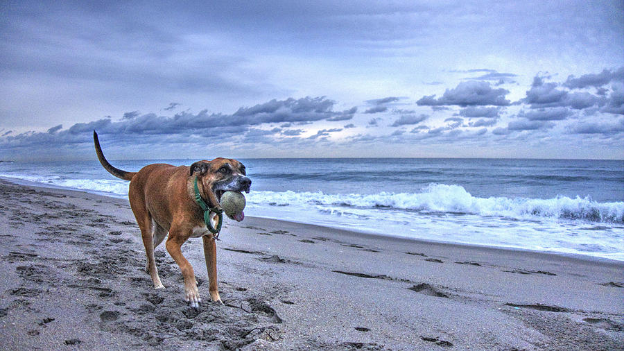 Dog Ball Beach Photograph by Lawrence S Richardson Jr