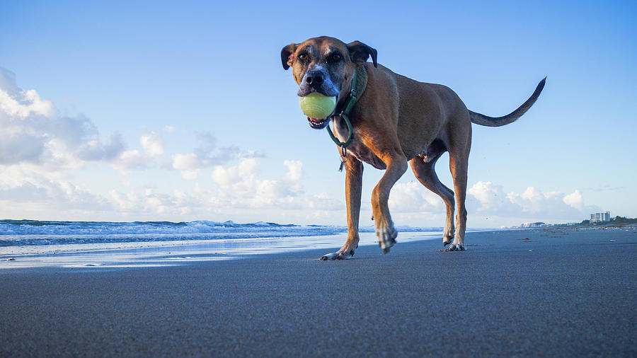 Dog Ball Sunrise Delray Beach Florida Photograph by Lawrence S Richardson Jr