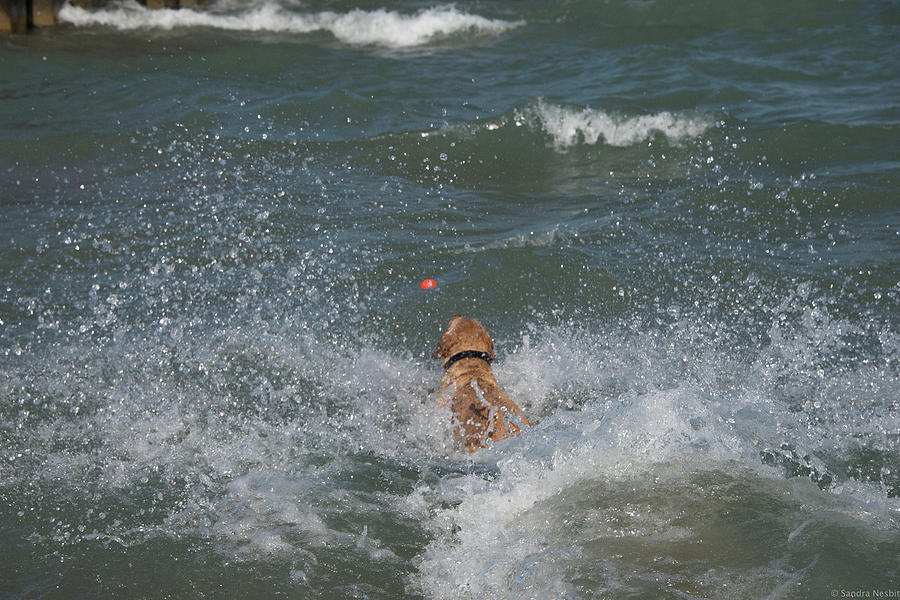 Dog Beach 2 #2 Photograph by Sandra Nesbit