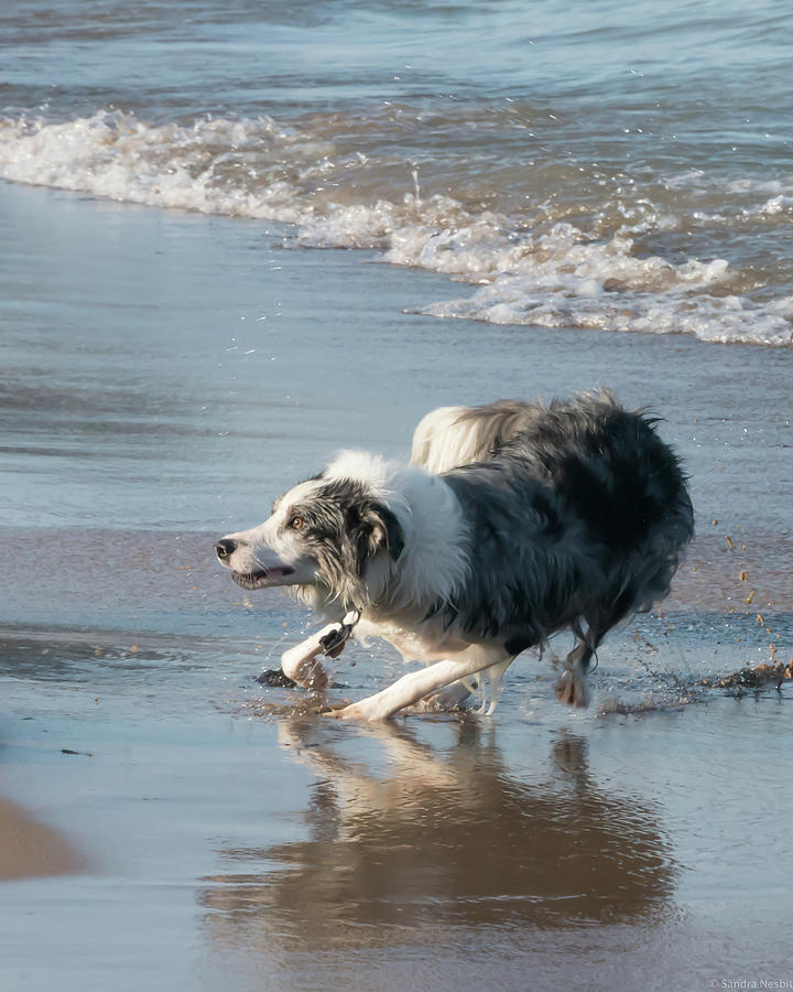 Dog Beach 4 Photograph by Sandra Nesbit