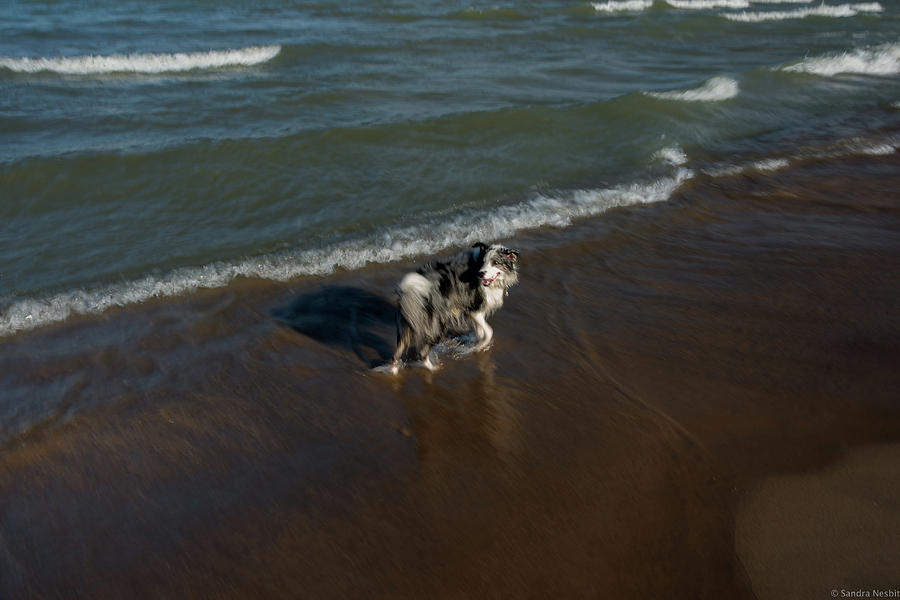 Dog Beach Photograph by Sandra Nesbit