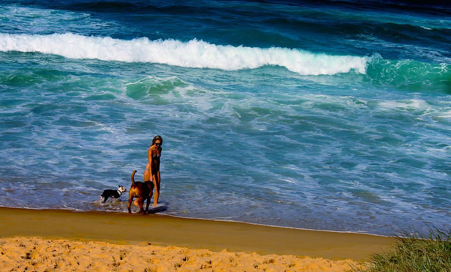 Dog Beach Photograph by Susan Vineyard